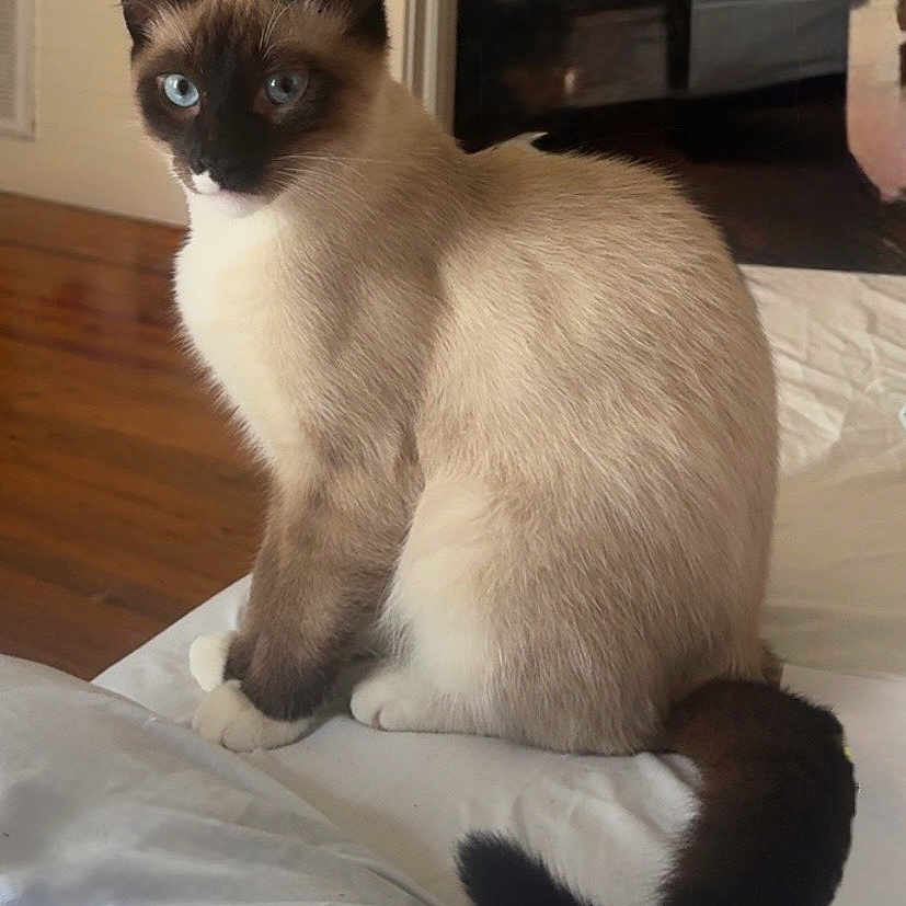 Oscar joined the competition — help win amazing prizes! animal, blue_eyes, cat, cozy, cute, domestic, ears, face, fur, furniture, home, indoor, looking, pet, resting, siamese, sitting, tail, whiskers, wood_floor