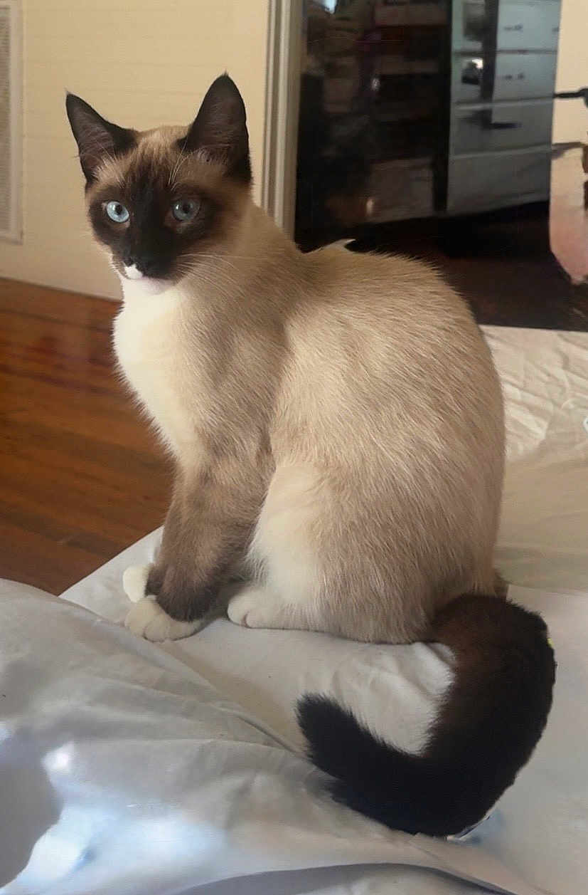 Oscar joined the competition — help win amazing prizes! cat, siamese, blue_eyes, sitting, indoor, pet, animal, tail, fur, whiskers, face, ears, wood_floor, furniture, home, cozy, domestic, cute, looking, resting