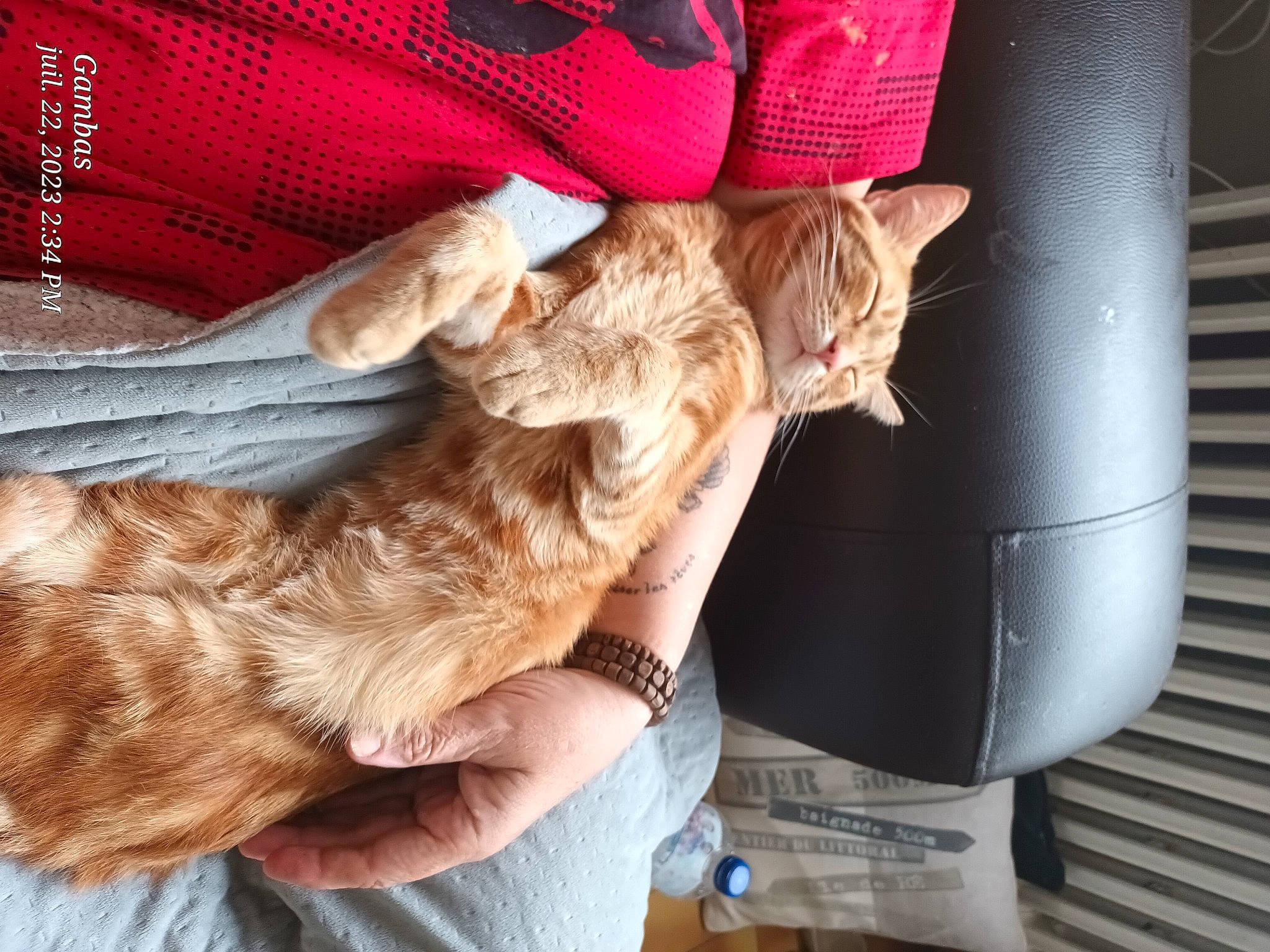 Caramel a rejoint le concours — aidez-le/la à gagner de superbes lots ! carnivore, comfort, companion_dog, costume_hat, fashion_accessory, fawn, felidae, finger, fur, gesture, hand, hat, headgear, human_leg, lap, small_to_medium_sized_cats, tail, textile, thigh, whiskers