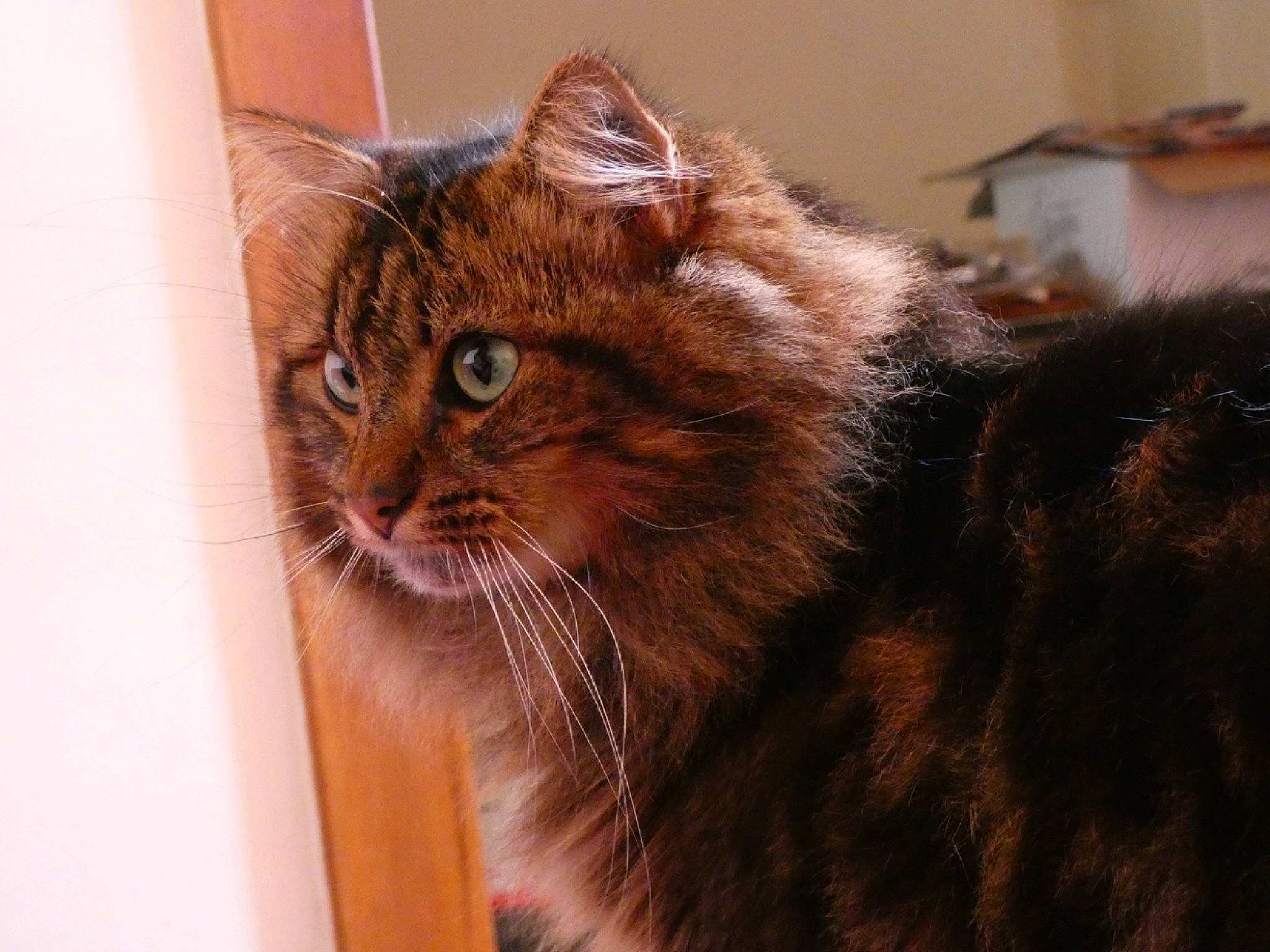 Simba participe au concours pour gagner de l'argent avec cette photo : american_curl, asian, british_semi_longhair, carnivore, cat, cymric, domestic_long_haired_cat, european_shorthair, eye, felidae, fur, kurilian_bobtail, maine_coon, mammal, norwegian_forest_cat, siberian, small_to_medium_sized_cats, snout, vertebrate, whiskers