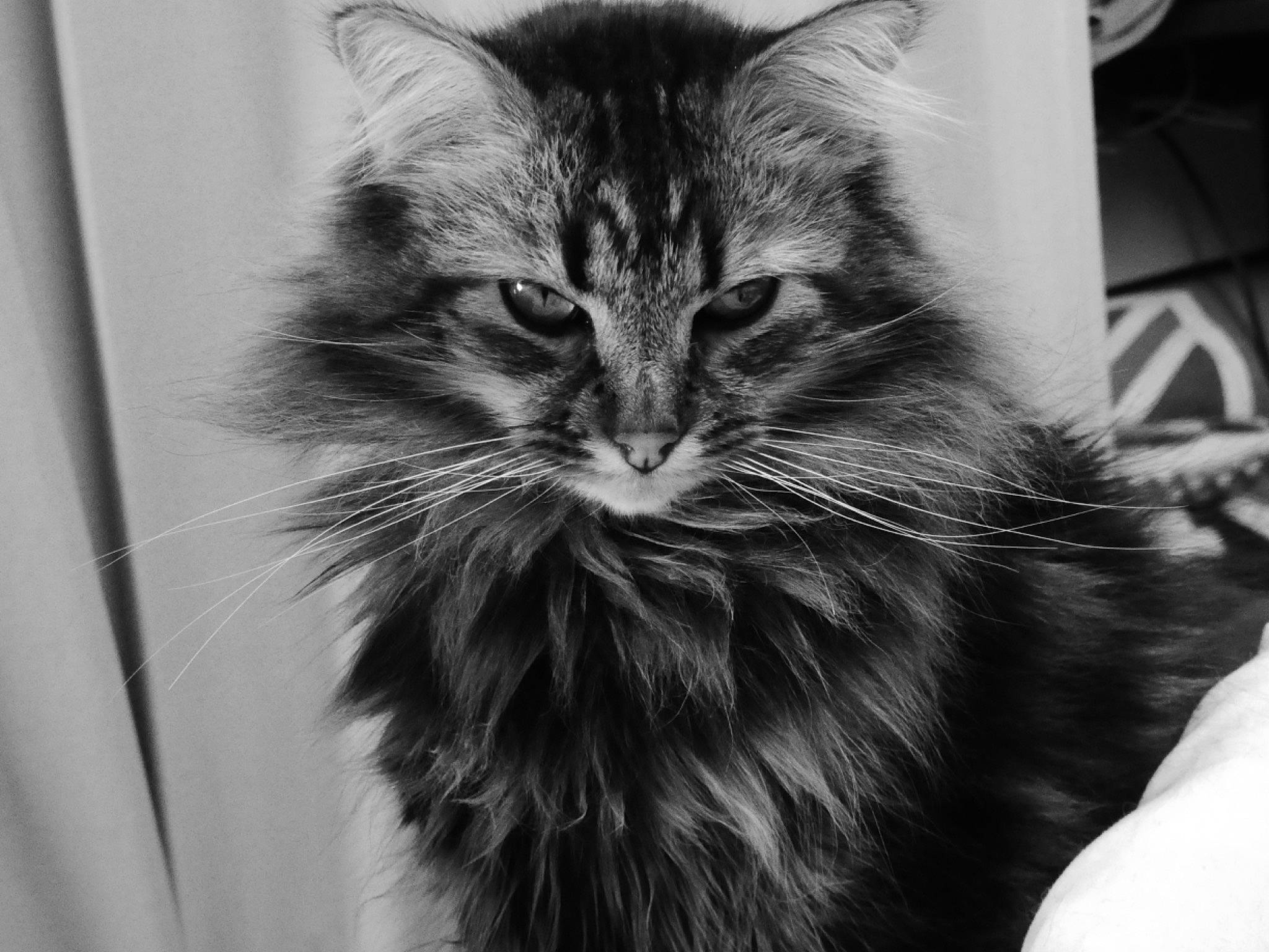 Spot a rejoint le concours — aidez-le/la à gagner de superbes lots ! asian, black_and_white, carnivore, cat, domestic_long_haired_cat, felidae, fur, kitten, maine_coon, mammal, monochrome, monochrome_photography, norwegian_forest_cat, photography, siberian, small_to_medium_sized_cats, snapshot, style, tabby_cat, whiskers