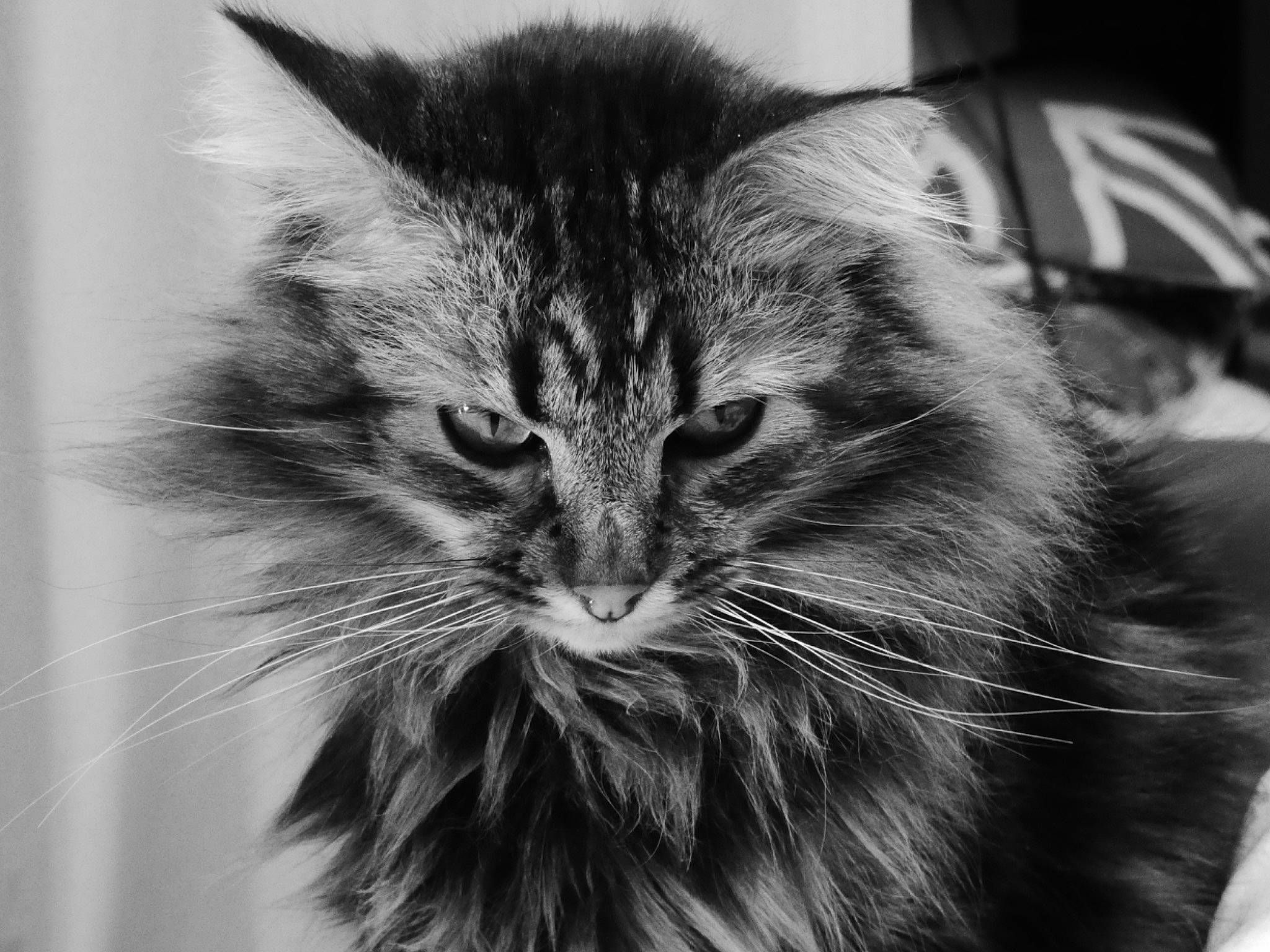 Spot participe au concours pour gagner de l'argent avec cette photo : black, black_and_white, carnivore, cat, close_up, domestic_long_haired_cat, eye, felidae, fur, kitten, mammal, monochrome, monochrome_photography, norwegian_forest_cat, siberian, small_to_medium_sized_cats, snapshot, snout, whiskers, white