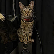 Moon joined the competition — help win amazing prizes! cat, tabby_cat, collar, speaker, computer_monitor, keyboard, desk, cables, tissues, dark_curtains, indoor, pet, electronics, reflection, curious, perched, feline, looking, clutter, room