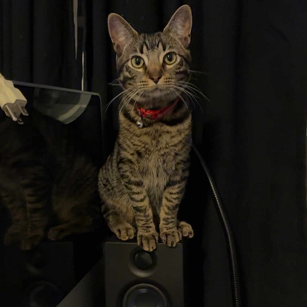Moon joined the competition — help win amazing prizes! cat, tabby_cat, collar, speaker, computer_monitor, keyboard, desk, cables, tissues, dark_curtains, indoor, pet, electronics, reflection, curious, perched, feline, looking, clutter, room