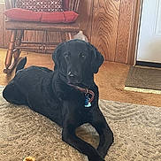 Belle is registered to the contest to win money with this photo: animal, black_dog, carpet, collar, crossed_paws, cushion, dog, dog_treat, domestic_animal, door, floor, furniture, home_interior, indoor, mammal, pet, relaxed, resting, rocking_chair, wood_paneling