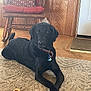 animal, black_dog, carpet, collar, crossed_paws, cushion, dog, dog_treat, domestic_animal, door, floor, furniture, home_interior, indoor, mammal, pet, relaxed, resting, rocking_chair, wood_paneling