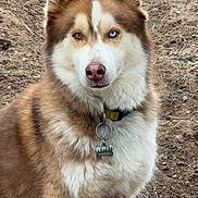 Fireball joined the competition — help win amazing prizes! dog, husky, heterochromia, brown_eye, blue_eye, fur, collar, tag, sitting, outdoor, dirt, animal, pet, mammal, canine, portrait, fluffy, alert, nature, closeup