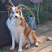 Prada participe au concours pour gagner de l'argent avec cette photo : dog, outdoor, wooden_deck, toy, dog_toy, watering_can, plants, greenery, hand, furniture, pet, canine, fur, sitting, brown_and_white, tail, ears, garden, daylight, relaxed