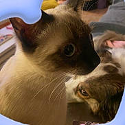 Tequila a rejoint le concours — aidez-le/la à gagner de superbes lots ! cat, siamese_cat, dog, pet, animal, close_up, indoors, whiskers, fur, curious, eyes, face, mammal, companion, relaxing, background, blur, heart_shape, colorful_border, cozy