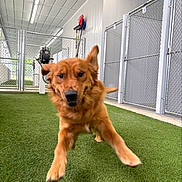 Sagent Dewey is registered to the contest to win money with this photo: animal, artificial_turf, bright_lighting, canine, dog, ears_up, energetic, excited, fence, floor, golden_retriever, indoor, kennel, metal_gate, motion, pet, playful, puppy, running, walls