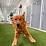 animal, artificial_turf, bright_lighting, canine, dog, ears_up, energetic, excited, fence, floor, golden_retriever, indoor, kennel, metal_gate, motion, pet, playful, puppy, running, walls