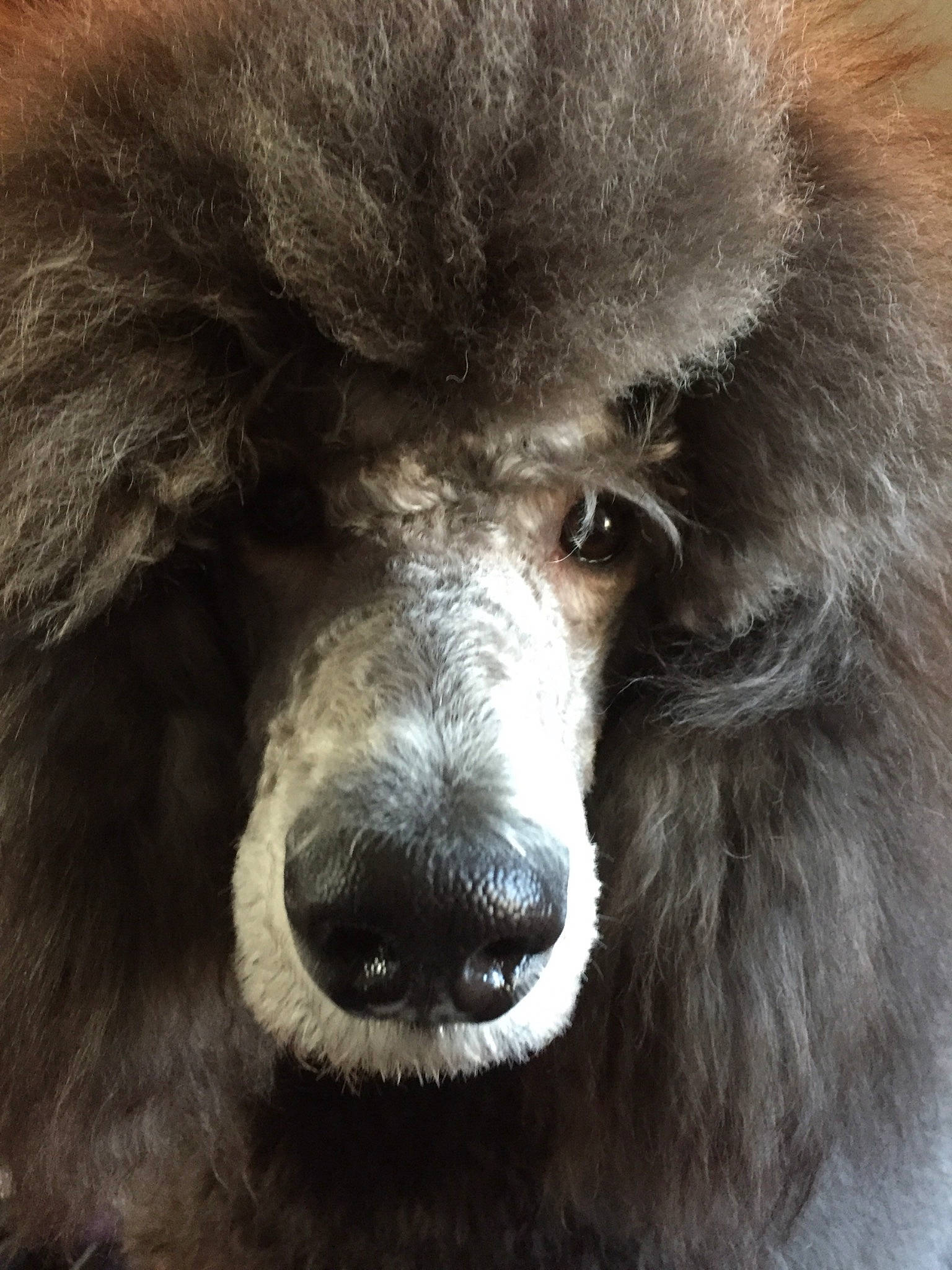 Aloha is registered to the contest to win money with this photo: ancient_dog_breeds, canidae, carnivore, close_up, companion_dog, dog, dog_breed, fur, mammal, miniature_poodle, non_sporting_group, nose, poodle, snout, sporting_group, standard_poodle, vertebrate