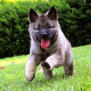 Whisper joined the competition — help win amazing prizes! puppy, dog, grass, outdoor, running, tongue_out, happy, nature, greenery, fur, pet, playful, animal, canine, ears, cute, young, garden, daylight, lawn