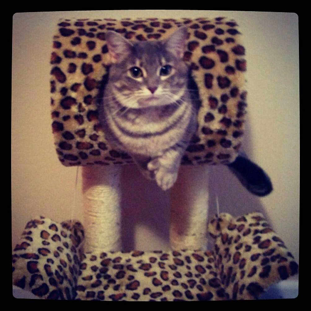 Rambo