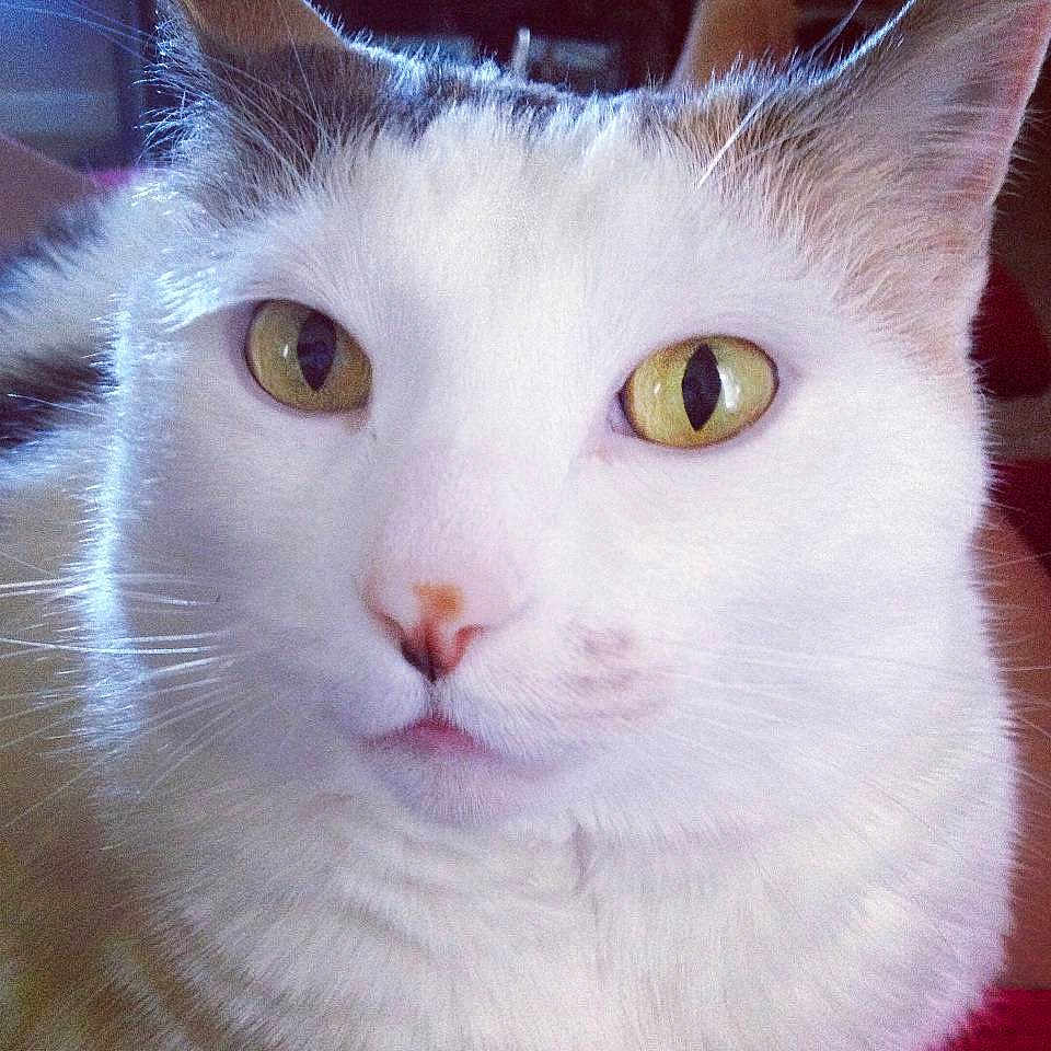 Matilda