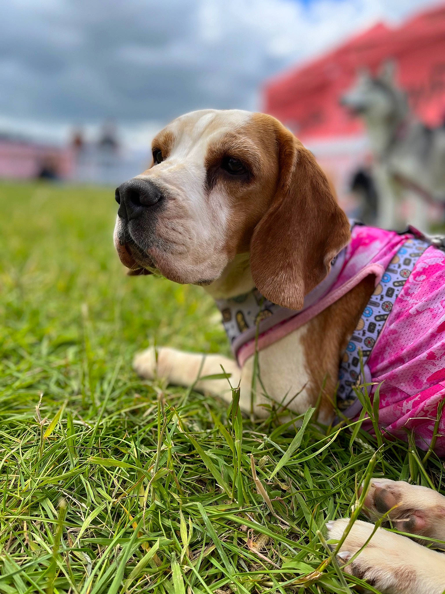 Brooke joined the competition — help win amazing prizes! canidae, carnivore, cloud, collar, companion_dog, dog, dog_breed, dog_supply, fawn, grass, hound, hunting_dog, liver, plant, scent_hound, sky, snout, sporting_group