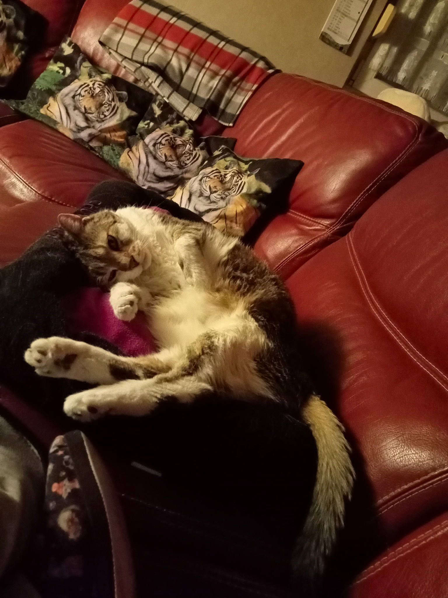 Simba a rejoint le concours — aidez-le/la à gagner de superbes lots ! carnivore, cat, comfort, companion_dog, couch, dog_breed, felidae, flooring, fur, hardwood, human_leg, lamp, lap, living_room, picture_frame, small_to_medium_sized_cats, studio_couch, tail, whiskers, wood