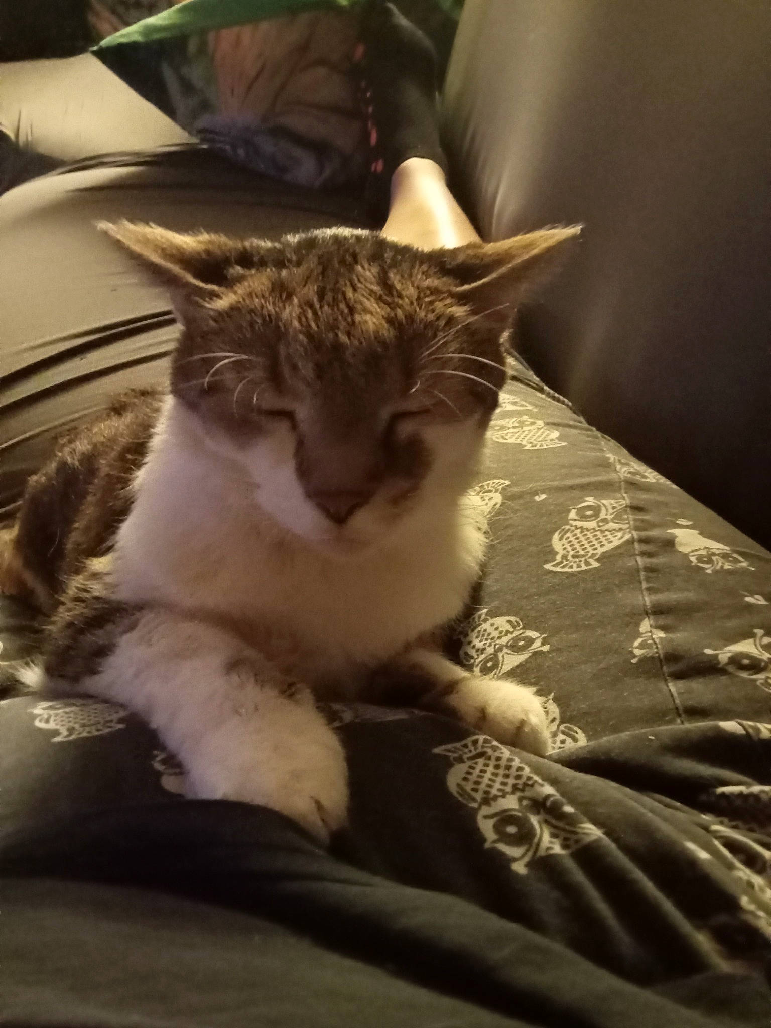 Simba a rejoint le concours — aidez-le/la à gagner de superbes lots ! bedding, carnivore, cat, claw, comfort, domestic_short_haired_cat, felidae, fur, linens, monochrome, monochrome_photography, paw, plant, sitting, small_to_medium_sized_cats, snout, tail, tree, whiskers, window