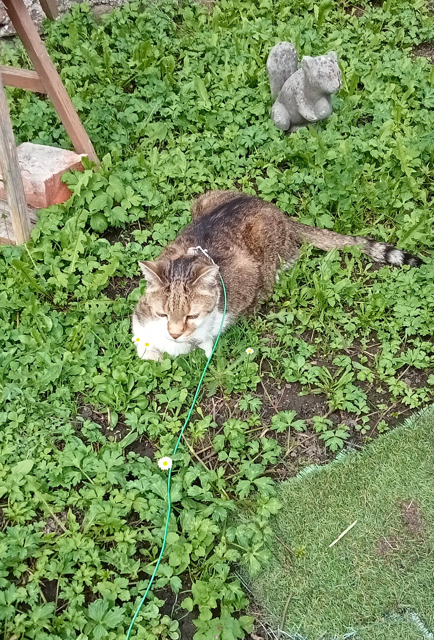 Simba a rejoint le concours — aidez-le/la à gagner de superbes lots ! carnivore, cat, domestic_short_haired_cat, fawn, felidae, fur, garden, grass, groundcover, herb, lawn, plant, shrub, small_to_medium_sized_cats, snout, tail, terrestrial_animal, whiskers, wildlife
