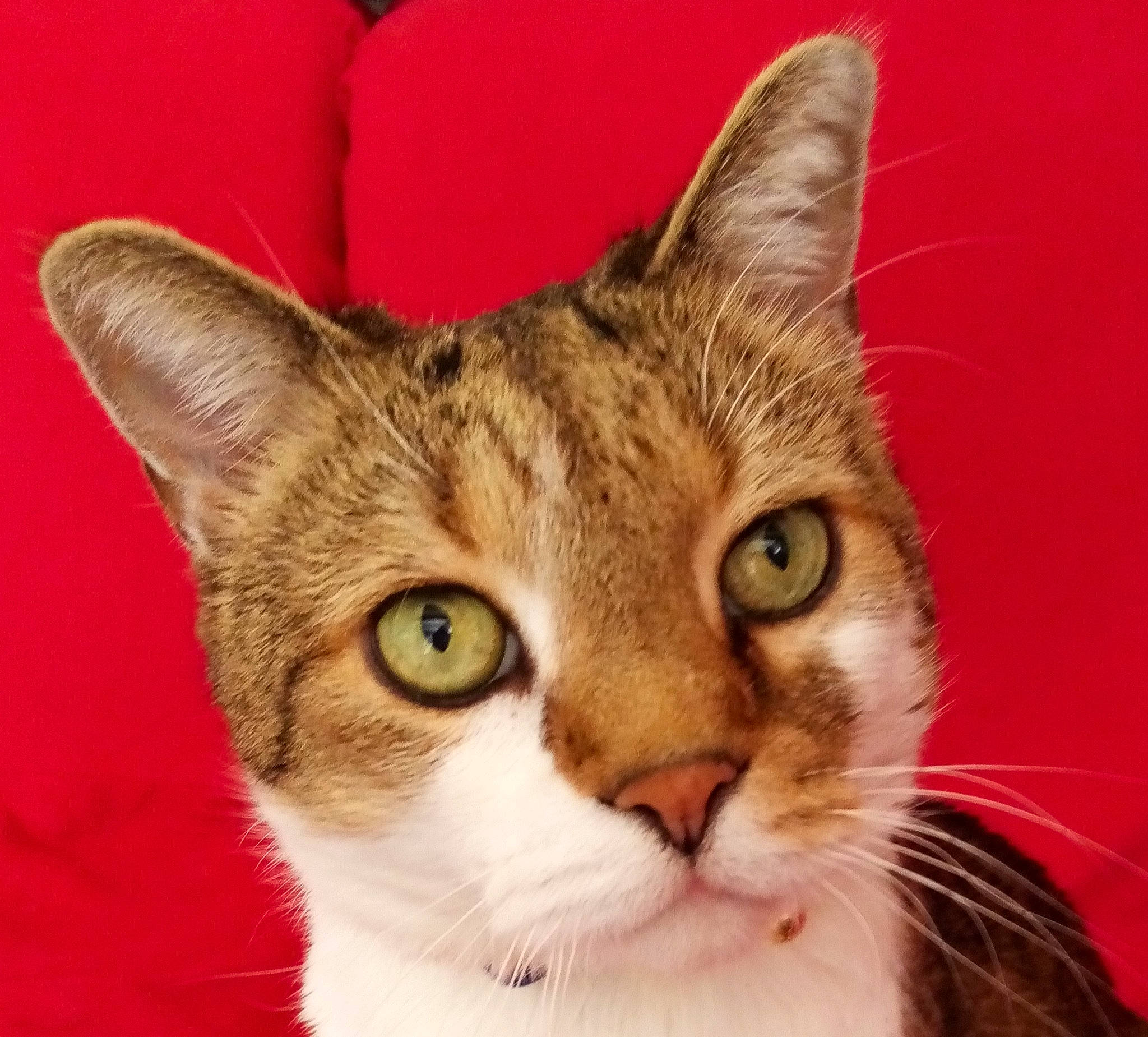 Simba a rejoint le concours — aidez-le/la à gagner de superbes lots ! art, carnivore, cat, domestic_short_haired_cat, ear, fawn, felidae, fur, head, paw, small_to_medium_sized_cats, snout, tail, whiskers, window