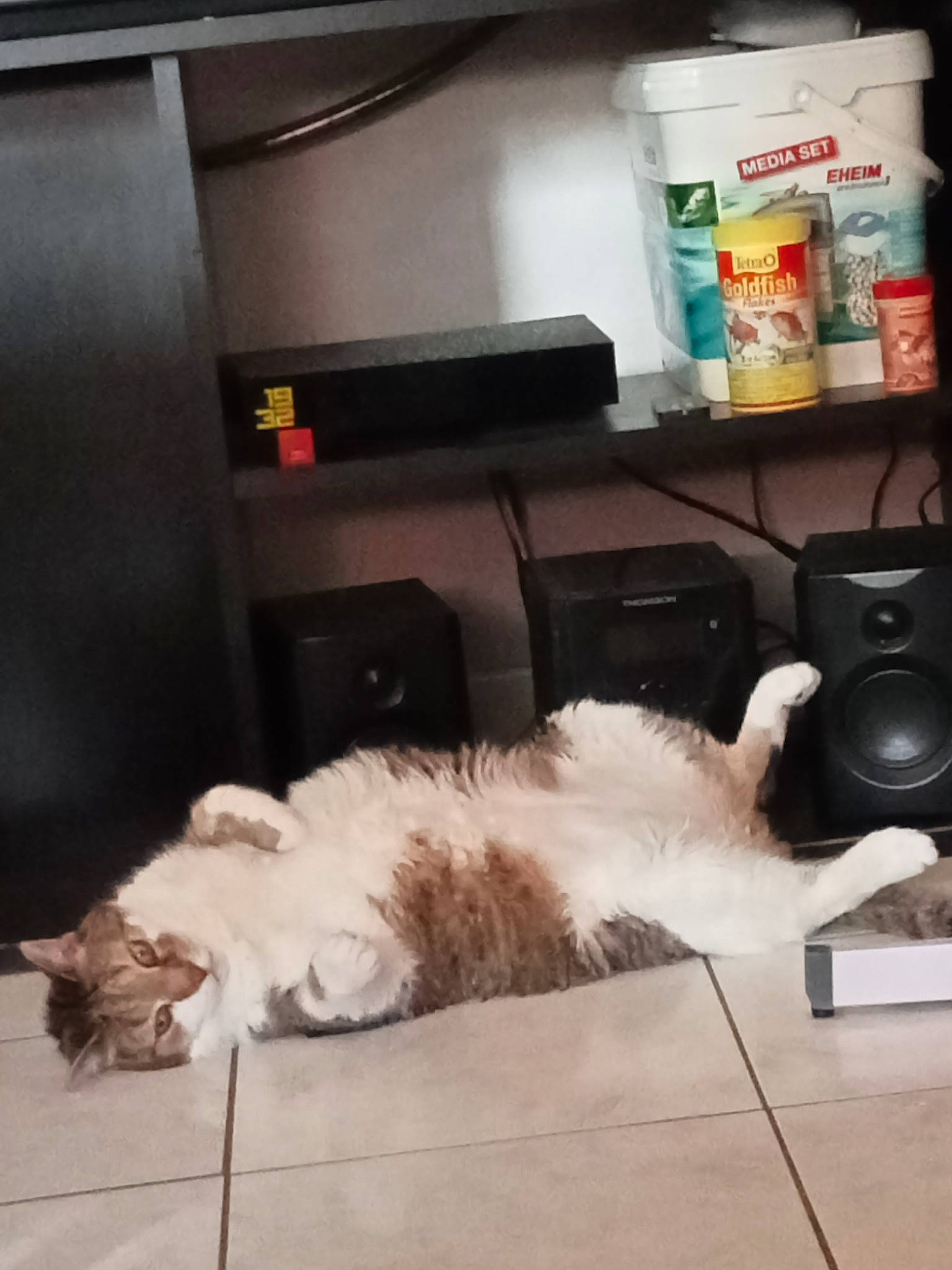 Simba participe au concours pour gagner de l'argent avec cette photo : beard, carnivore, cat, cloud, comfort, companion_dog, electronic_device, felidae, flooring, fur, hardwood, home_appliance, kitchen_appliance, metal, mouse, refrigerator, room, small_to_medium_sized_cats, tail, whiskers