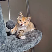 Lila participe au concours pour gagner de l'argent avec cette photo : kitten, cat, cat_tree, toy, fuzzy_ball, orange_cat, white_cat, pet, indoor, feline, playful, paw, fur, animal, cute, young, relaxed, scratching_post, home, sunlight