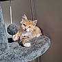 kitten, cat, cat_tree, toy, fuzzy_ball, orange_cat, white_cat, pet, indoor, feline, playful, paw, fur, animal, cute, young, relaxed, scratching_post, home, sunlight