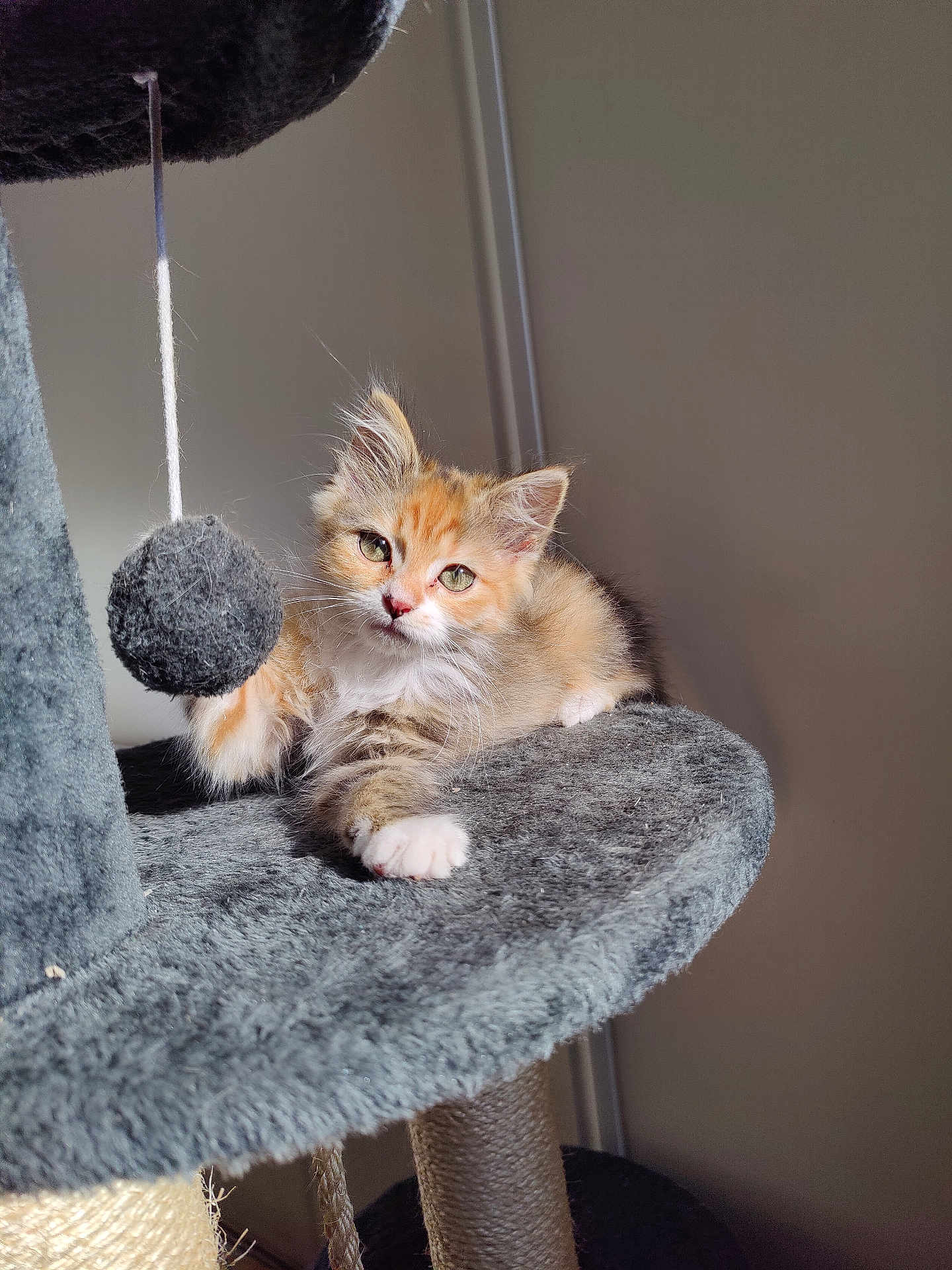 Lila participe au concours pour gagner de l'argent avec cette photo : kitten, cat, cat_tree, toy, fuzzy_ball, orange_cat, white_cat, pet, indoor, feline, playful, paw, fur, animal, cute, young, relaxed, scratching_post, home, sunlight