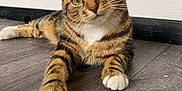 Lou a rejoint le concours — aidez-le/la à gagner de superbes lots ! abyssinian, animal, cat, egyptiancat, hardwood, kitten, manx, pet, stainedwood, wood