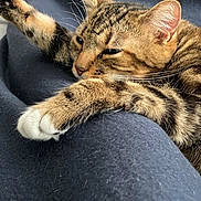 Lou a rejoint le concours — aidez-le/la à gagner de superbes lots ! animal, blanket, cat, closeup, comfort, cozy, cute, domestic_animal, feline, fur, indoor, mammal, paw, pet, relaxed, resting, sleepy, soft, tabby, whiskers