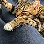 cat, tabby, pet, animal, feline, paw, fur, whiskers, sleepy, relaxed, blanket, indoor, closeup, cute, mammal, resting, soft, comfort, domestic_animal, cozy