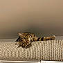 Lou participe au concours pour gagner de l'argent avec cette photo : cat, tabby, animal, pet, fur, whiskers, ears, eyes, curious, indoor, furniture, rug, textured, relaxed, resting, household, cozy, playful, looking, head