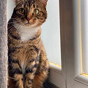 Lou a rejoint le concours — aidez-le/la à gagner de superbes lots ! cat, tabby, pet, animal, feline, windowsill, curtain, indoor, closeup, whiskers, green_eyes, fur, paws, sitting, looking, natural_light, window, domestic_cat, cute, alert