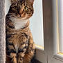 cat, tabby, pet, animal, feline, windowsill, curtain, indoor, closeup, whiskers, green_eyes, fur, paws, sitting, looking, natural_light, window, domestic_cat, cute, alert