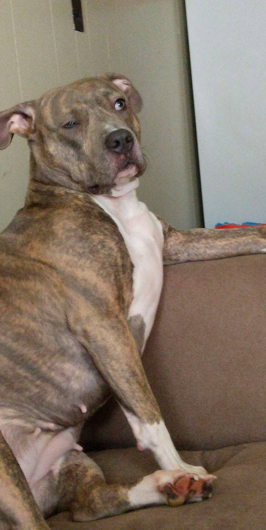 Prettygirl is registered to the contest to win money with this photo: canidae, carnivore, comfort, companion_dog, dog, dog_breed, fawn, non_sporting_group, snout, sporting_group, terrestrial_animal, whiskers, working_animal, working_dog