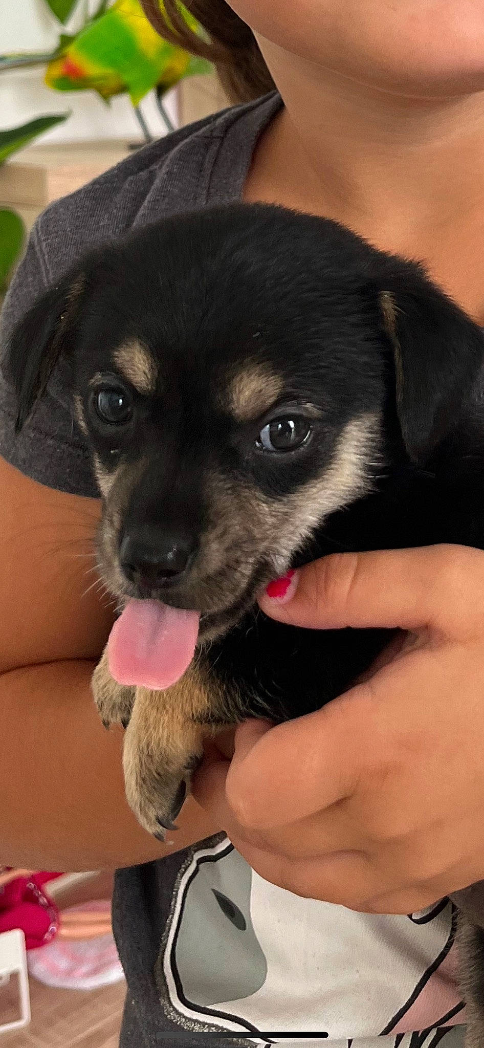 Tina participe au concours pour gagner de l'argent avec cette photo : canidae, carnivore, chihuahua, companion_dog, dog, dog_breed, dog_supply, fawn, finger, fur, hand, nail, paw, rottweiler, russkiy_toy, snout, sporting_group, toy_dog, whiskers, working_animal