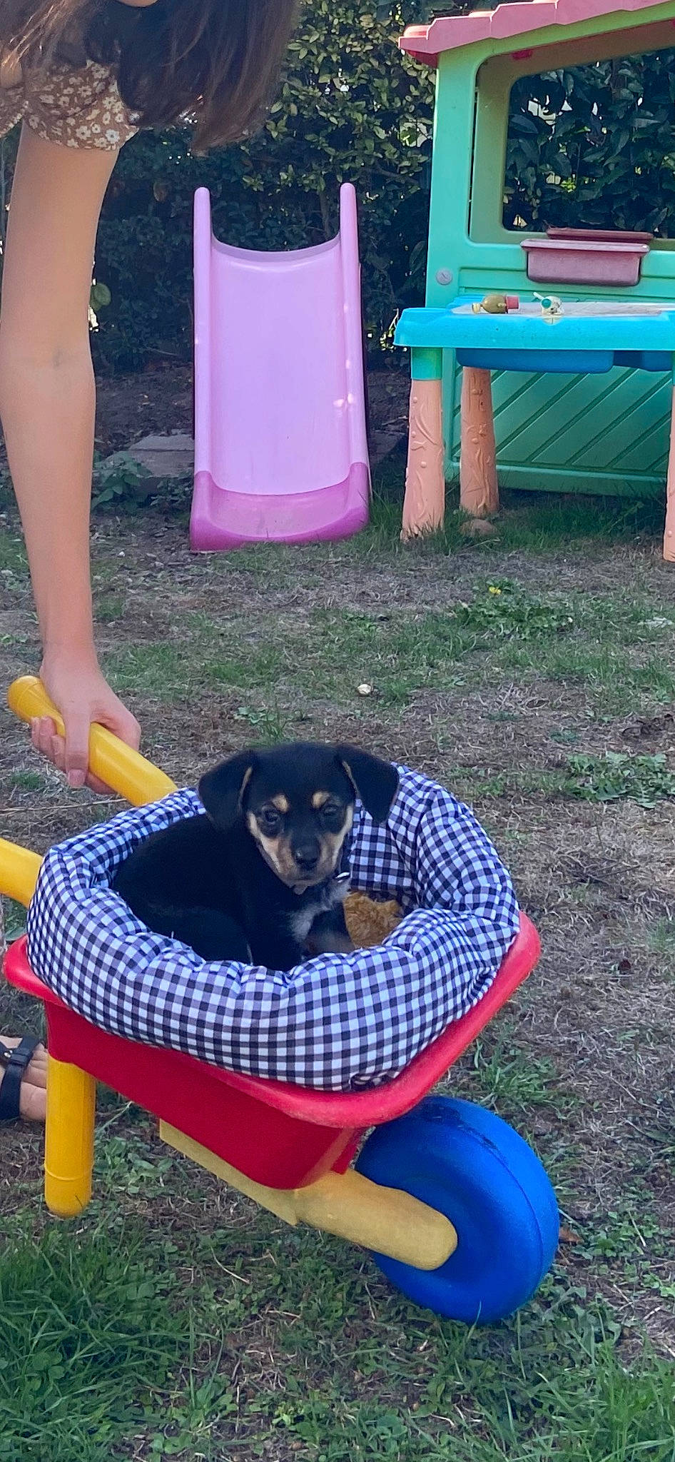 Tina a rejoint le concours — aidez-le/la à gagner de superbes lots ! blue, canidae, carnivore, chair, comfort, companion_dog, dog, dog_breed, dog_supply, electric_blue, grass, green, human_leg, leisure, outdoor_furniture, recreation, sharing, sitting, sporting_group, working_dog