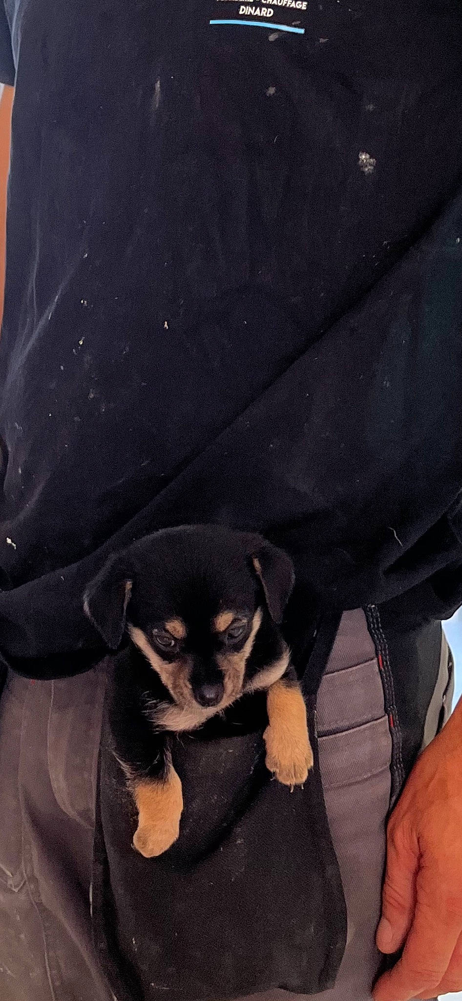 Tina participe au concours pour gagner de l'argent avec cette photo : canidae, carnivore, comfort, companion_dog, corgi_chihuahua, dog, dog_breed, fawn, fur, gesture, nail, paw, sleeve, snout, sporting_group, sunglasses, toy_dog, whiskers, working_animal, wrist