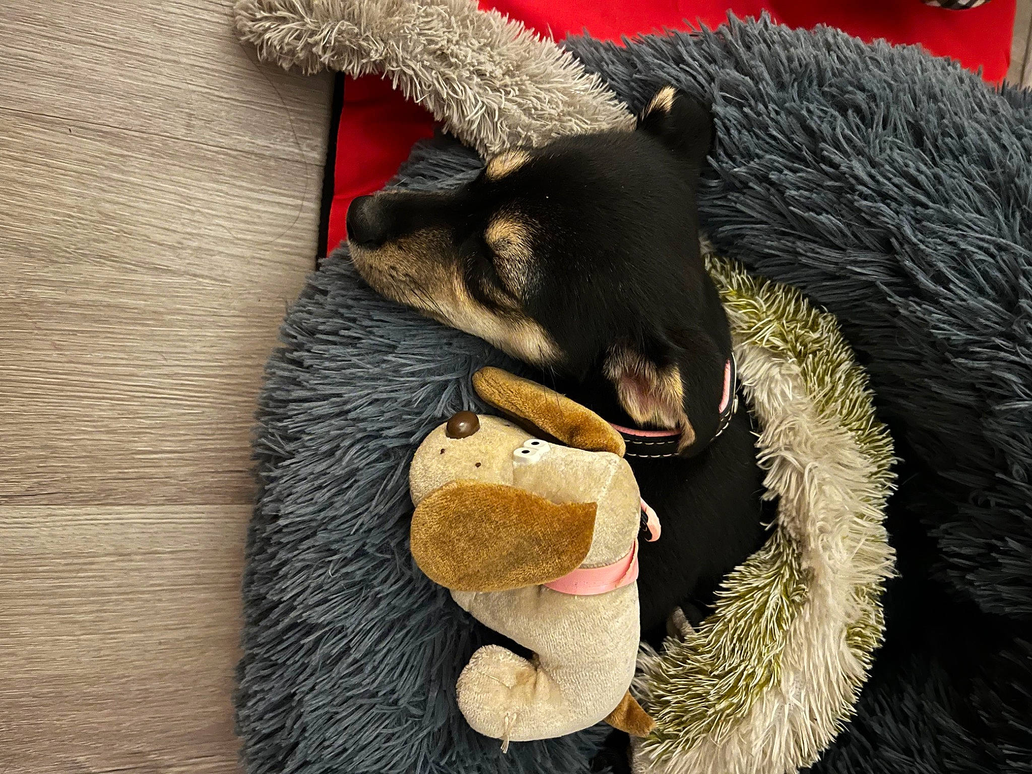 Tina a rejoint le concours — aidez-le/la à gagner de superbes lots ! american_black_bear, bear, canidae, carnivore, claw, dog_breed, fur, natural_material, plush, snout, stuffed_toy, terrestrial_animal, toy, wildlife, working_animal