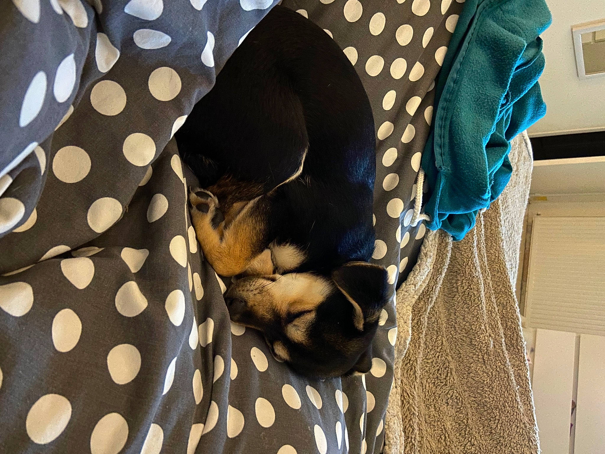 Tina participe au concours pour gagner de l'argent avec cette photo : bag, canidae, carnivore, comfort, companion_dog, dog_breed, dog_supply, eyewear, fashion_accessory, fawn, felidae, fur, linens, pattern, room, small_to_medium_sized_cats, sporting_group, tail, textile, whiskers