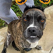 Gypsy Queen is registered to the contest to win money with this photo: dog, brindle, pet, cute, costume, halloween, pumpkin, headband, outdoor, person, gray_sweatpants, concrete, greenery, sidewalk, wet, animal, face, looking_up, expression, funny