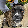 dog, brindle, pet, cute, costume, halloween, pumpkin, headband, outdoor, person, gray_sweatpants, concrete, greenery, sidewalk, wet, animal, face, looking_up, expression, funny