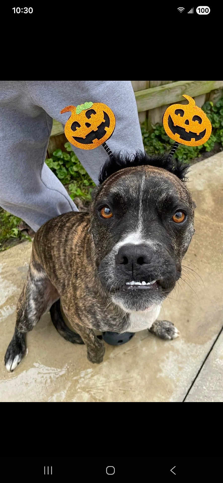 Gypsy Queen is registered to the contest to win money with this photo: dog, brindle, pet, cute, costume, halloween, pumpkin, headband, outdoor, person, gray_sweatpants, concrete, greenery, sidewalk, wet, animal, face, looking_up, expression, funny