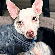 Wilbur joined the competition — help win amazing prizes! dog, small_dog, denim_jacket, pink_ears, blue_eyes, pet, cute, cozy, blanket, indoor, close_up, fur, animal, canine, portrait, fashion, relaxed, soft_texture, warm, resting