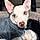 Wilbur