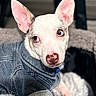 dog, small_dog, denim_jacket, pink_ears, blue_eyes, pet, cute, cozy, blanket, indoor, close_up, fur, animal, canine, portrait, fashion, relaxed, soft_texture, warm, resting