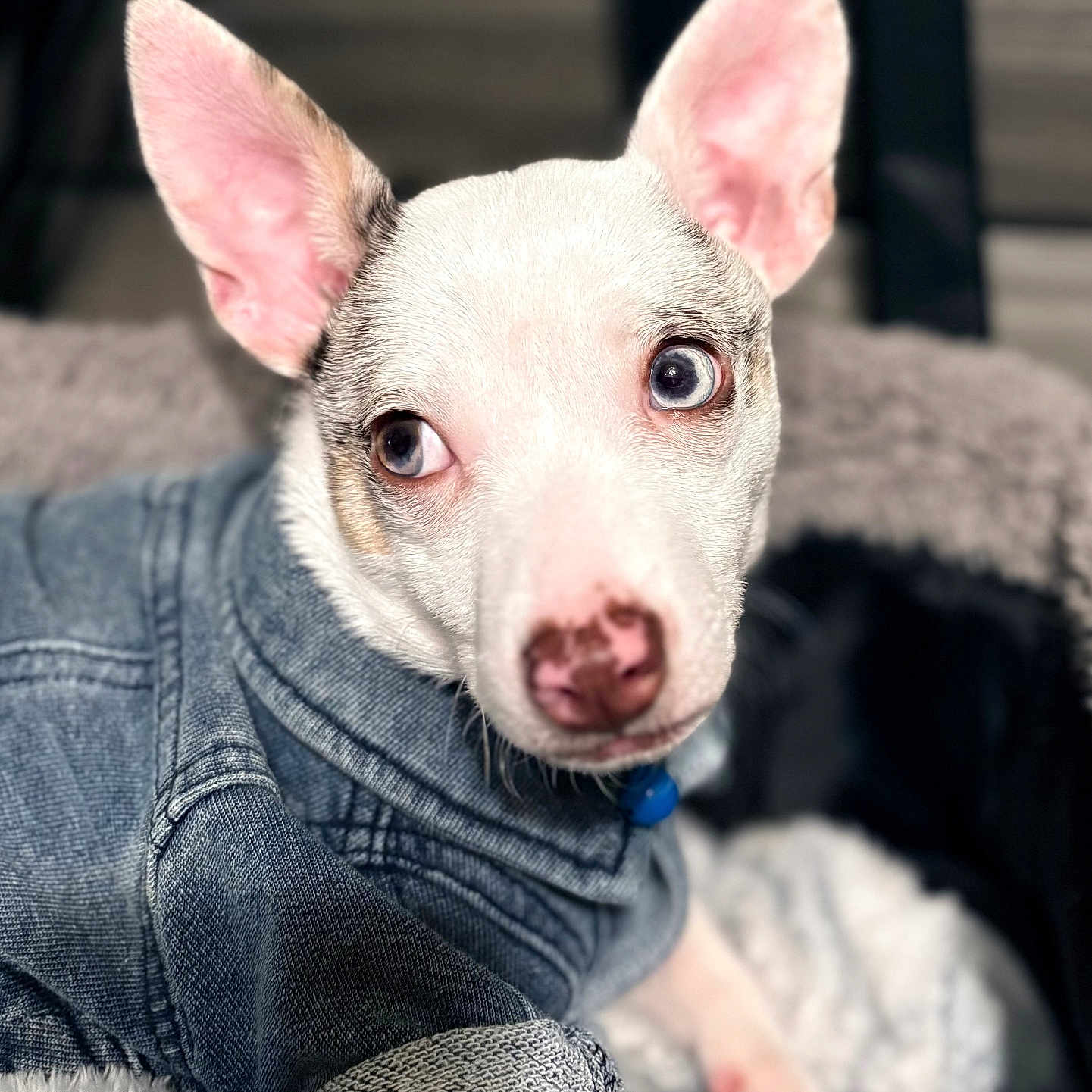 Wilbur