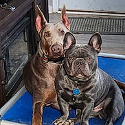 Smokey joined the competition — help win amazing prizes! dog, doberman, french_bulldog, pets, indoor, blue_dog_bed, floor, collar, tag, ears, canine, companions, relaxed, looking_at_camera, two_dogs, animal, friendship, domestic, cute, portrait