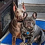 dog, doberman, french_bulldog, pets, indoor, blue_dog_bed, floor, collar, tag, ears, canine, companions, relaxed, looking_at_camera, two_dogs, animal, friendship, domestic, cute, portrait