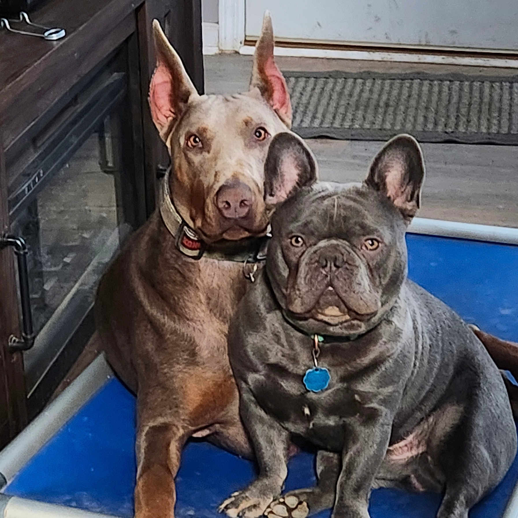 Smokey joined the competition — help win amazing prizes! animal, blue_dog_bed, canine, collar, companions, cute, doberman, dog, domestic, ears, floor, french_bulldog, friendship, indoor, looking_at_camera, pets, portrait, relaxed, tag, two_dogs